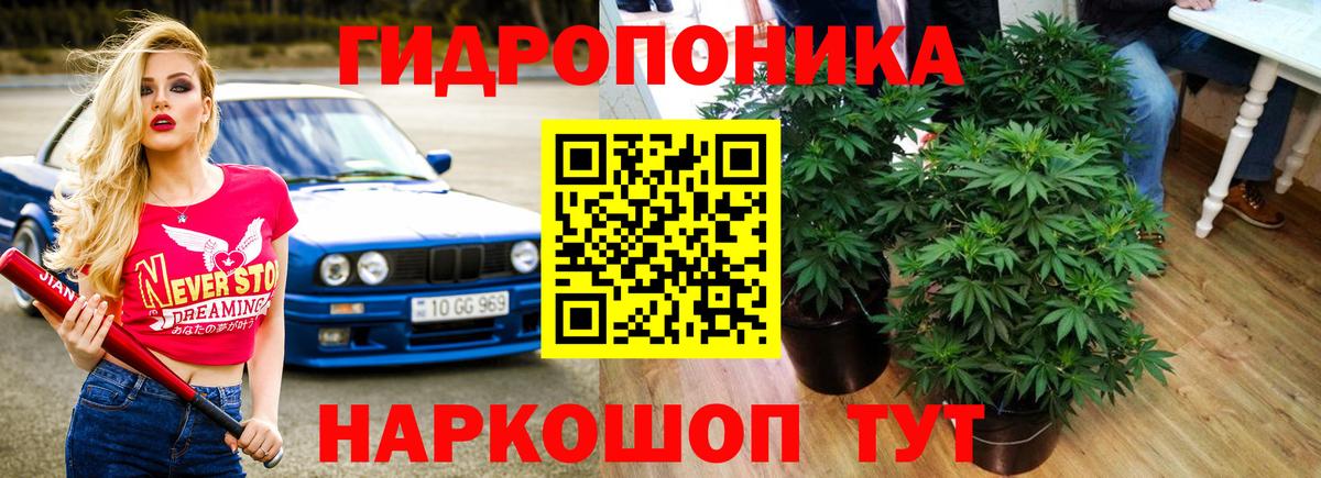 Каннабис гибрид Куйбышев